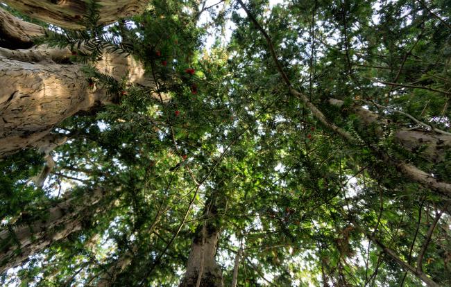 Ancient yew trees | National Churches Trust