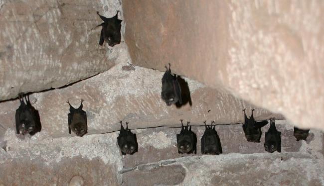 Image of 12 bats resting under a church tower.